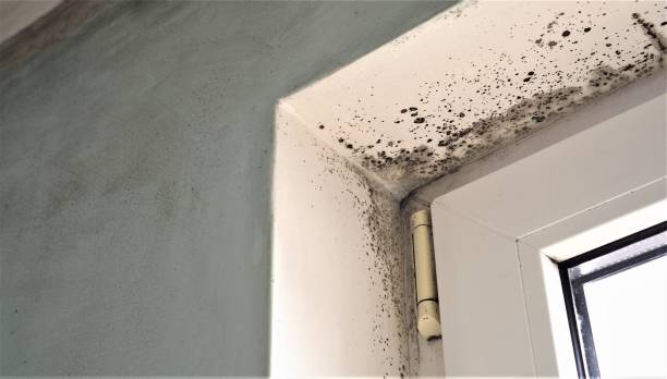 Environmental Consulting for Mold Prevention in Woodland Park, NE